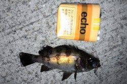 垂水漁港 メバリングでメバル5匹 ダブルヒットも