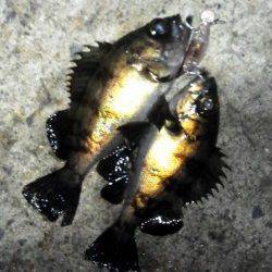 垂水漁港 メバリングでメバル5匹 ダブルヒットも