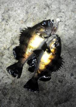 垂水漁港 メバリングでメバル5匹 ダブルヒ…