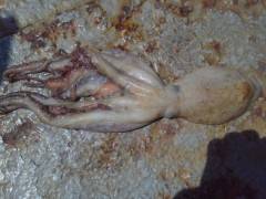 沖の北で探り釣り、ガシラ×6にタコも釣れました