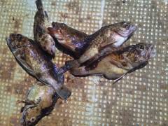 沖の北で探り釣り、ガシラ×6にタコも釣れま…