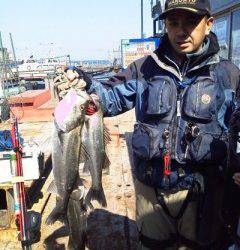 岸和田一文字、13日のウキ釣りハネ情報♪