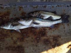 岸和田一文字、13日のウキ釣りハネ情報♪