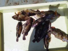 沖の北でガシラ23cm頭に10匹オーバーの…