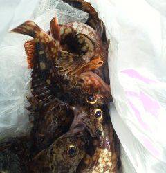 沖の一文字で19cmを頭にガシラの釣果☆