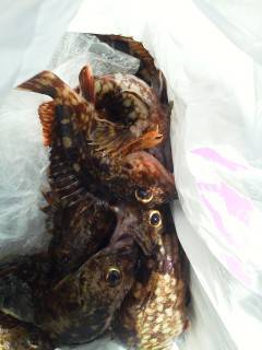 沖の一文字で19cmを頭にガシラの釣果☆