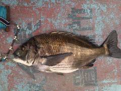 旧の赤灯台で チヌ45センチ★落とし込み釣…