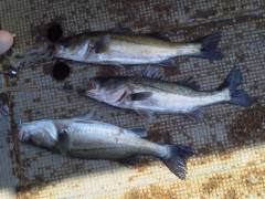 沖の北でハネ48センチなどをウキ釣りで