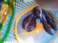 岸和田一文字 シラサ使用のウキ釣りでメバル…