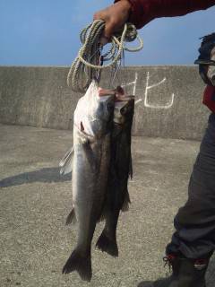 ハネ48センチと56センチ！〜沖の北で〜