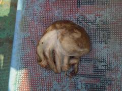 蟹を使ってタコ500g　沖の一文字