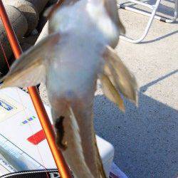 淡路佐野新島へキスを狙って釣行、今シーズン最大の２５センチのキス♪