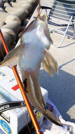 淡路佐野新島へキスを狙って釣行、今シーズン最大の２５センチのキス♪