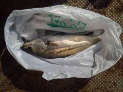 【4日】岸和田エリア　ウキ釣りハネ情報♪