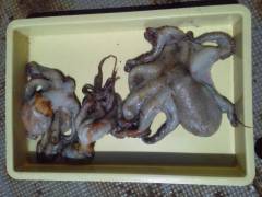 沖の一文字でタコが釣れています♪