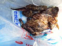 沖の北で探り釣り、18cm前後のガシラが1…