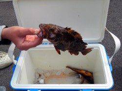 新浜漁港 ちょい投げでガシラ24cm他アイナメなど