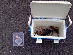 新浜漁港 ちょい投げでガシラ24cm他アイナメなど