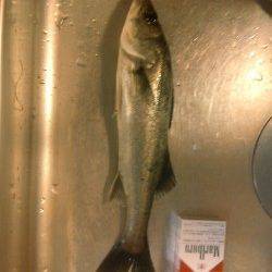 大津川忠岡水銀灯で夜釣り、アタリが多かったです