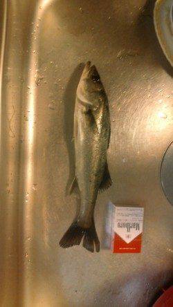 大津川忠岡水銀灯で夜釣り、アタリが多かったです