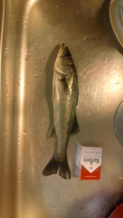 大津川忠岡水銀灯で夜釣り、アタリが多かった…