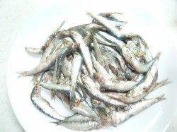 田ノ浦漁港でサビキ、イワシ爆釣です♪