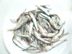 田ノ浦漁港でサビキ、イワシ爆釣です♪