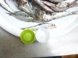 田ノ浦漁港でサビキ、イワシ爆釣です♪