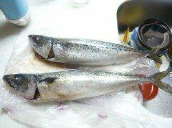 浦神湾でのナイトアジング、２０㎝前後のアジ８匹