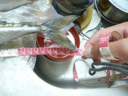 浦神湾でのナイトアジング、２０㎝前後のアジ８匹