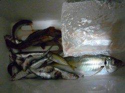 シモツピアーランド サビキ＆ズボ釣りで ガシラ・マアジ・イワシなど！