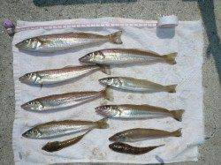 佐野でのキス釣果、今月末ぐらいからは淡路のキスも活発になりそう♪