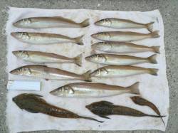 淡路佐野新島へキスを狙って釣行、今シーズン…