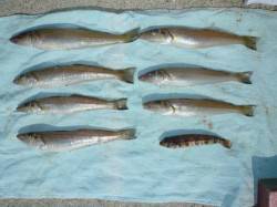 洲本 投げ釣りでキス〜22cm7匹 淡路島…