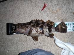 南港でチヌゲーム、25cmのタケノコメバル…