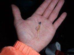 舞洲でのメバリング釣果、産卵後のメバルに期待