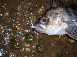 舞洲でのメバリング釣果、産卵後のメバルに期待