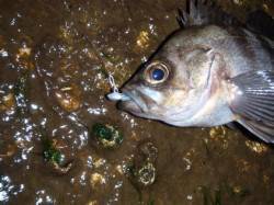 舞洲でのメバリング釣果、産卵後のメバルに期…