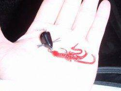 昨晩南港へチニングに行って参りました♪