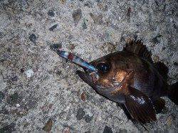 舞洲でのワーム&プラグゲーム釣果〜メバル×4〜