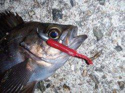 舞洲でのワーム&プラグゲーム釣果〜メバル×4〜