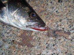 最近流行のＦシステムをしに舞洲へ行って参りました