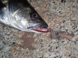 最近流行のＦシステムをしに舞洲へ行って参り…