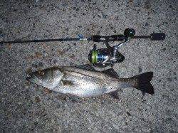 舞洲、表層早引きで何とかメバルに出会えました♪