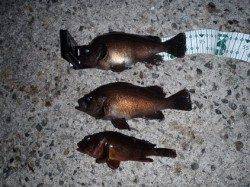 舞洲、表層早引きで何とかメバルに出会えました♪