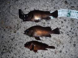 舞洲、表層早引きで何とかメバルに出会えまし…