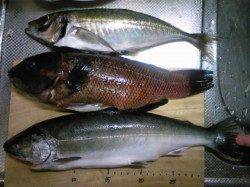 香住西港でサクラマス、カンダイ、アジの30cmオーバー!