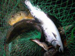 香住西港でサクラマス、カンダイ、アジの30cmオーバー!