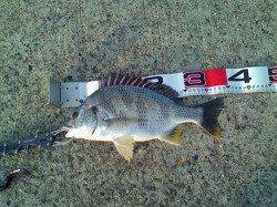 西宮浜 エビ撒き釣りでキビレ＆セイゴ これから期待できそうです☆