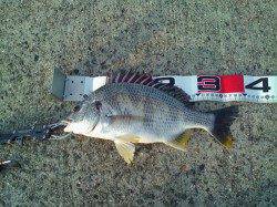 西宮浜 エビ撒き釣りでキビレ＆セイゴ これから期待できそうです☆